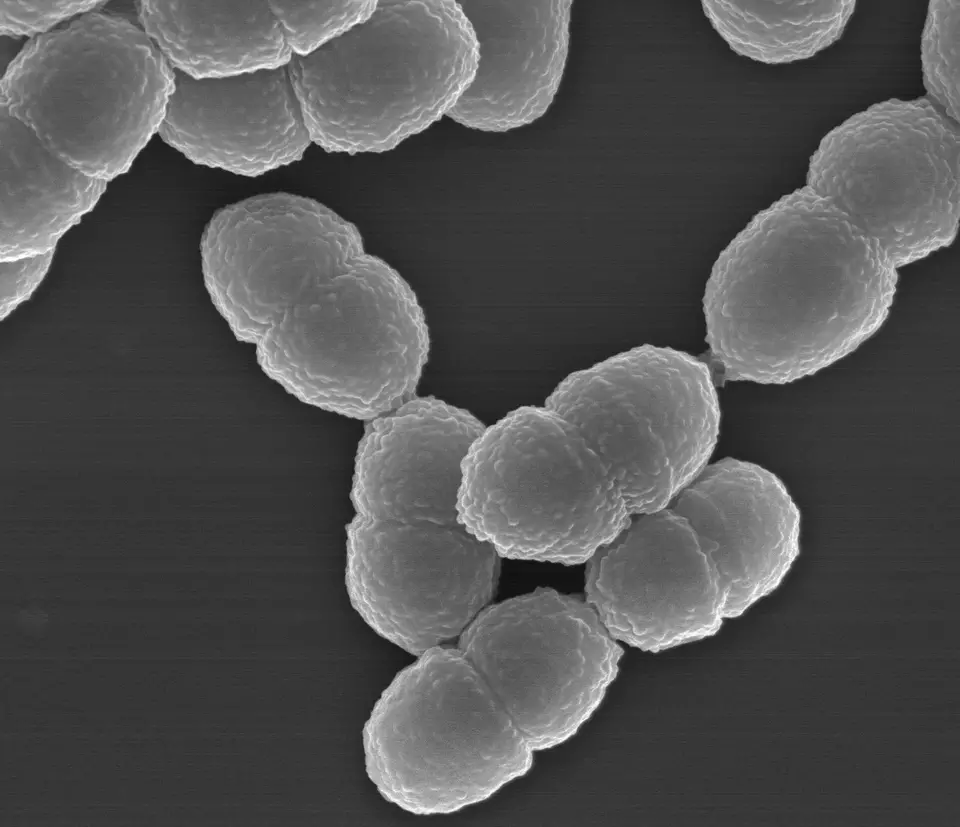 Lactobacillus crispatus CCFM1110